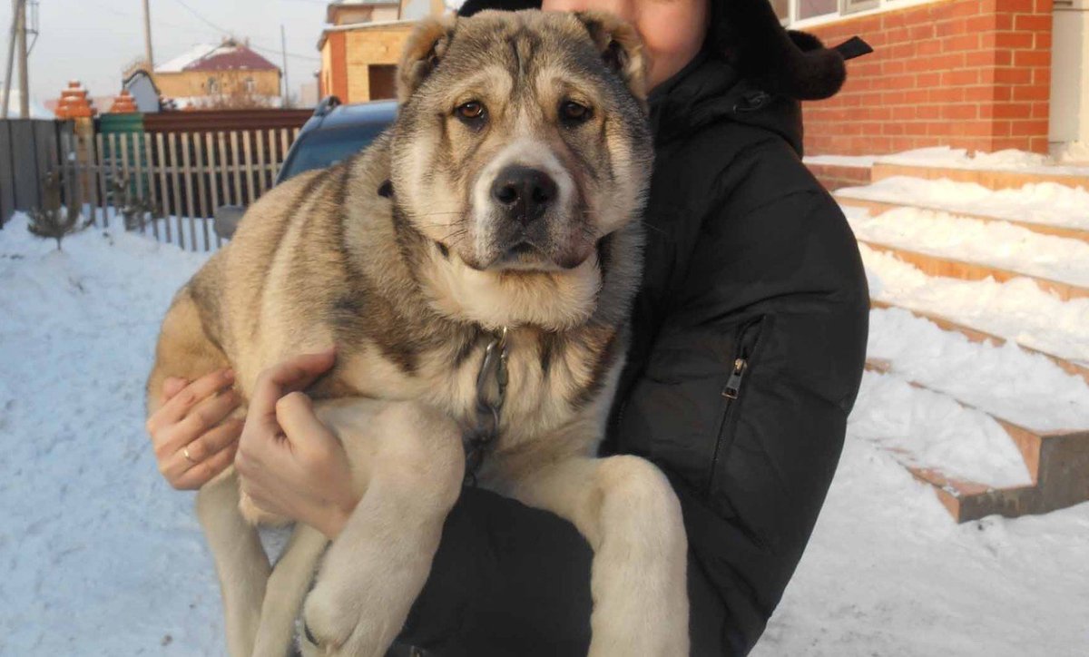 Алабай с дворняжкой