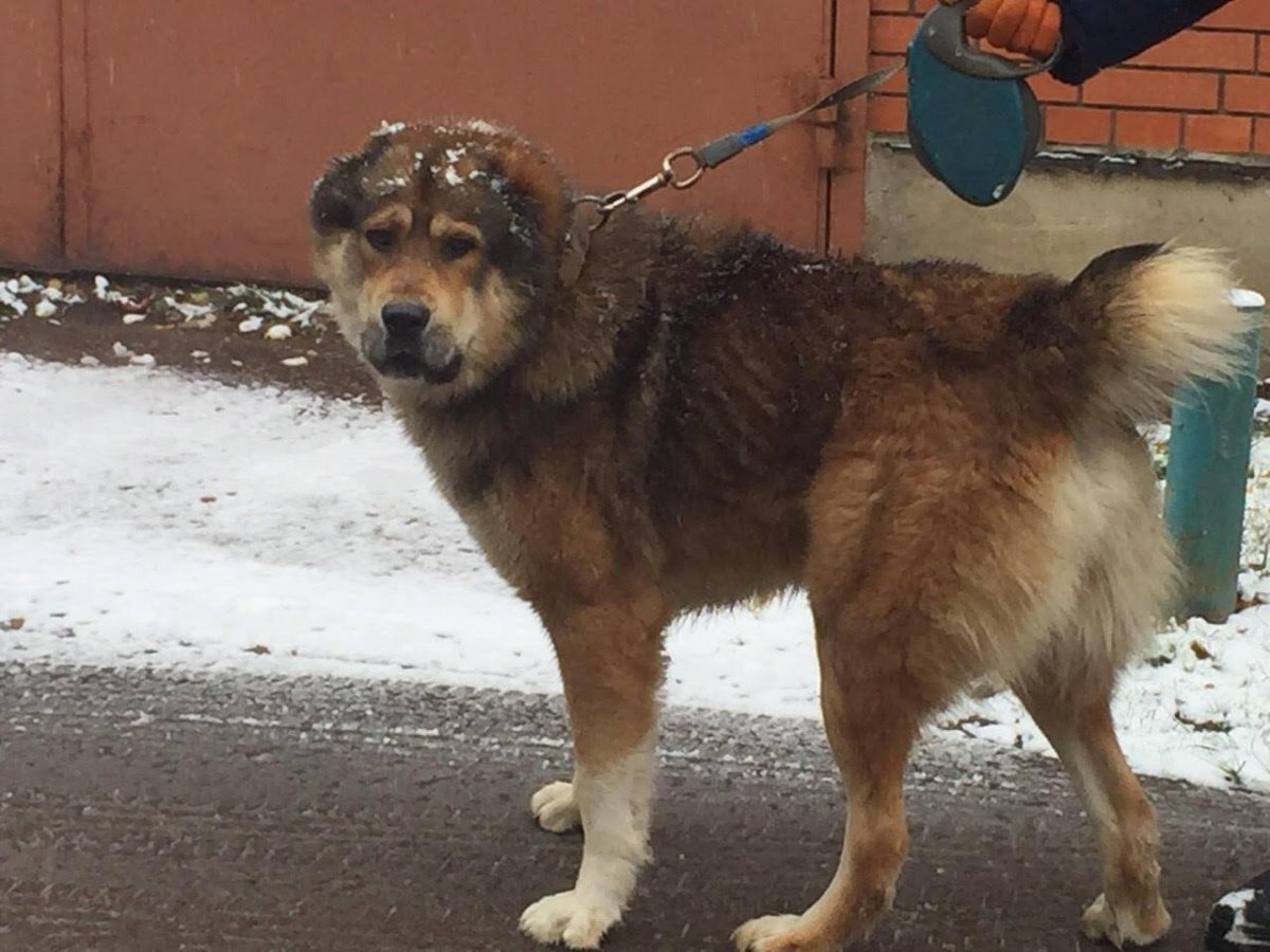 Алабай и Кавказская овчарка смесь