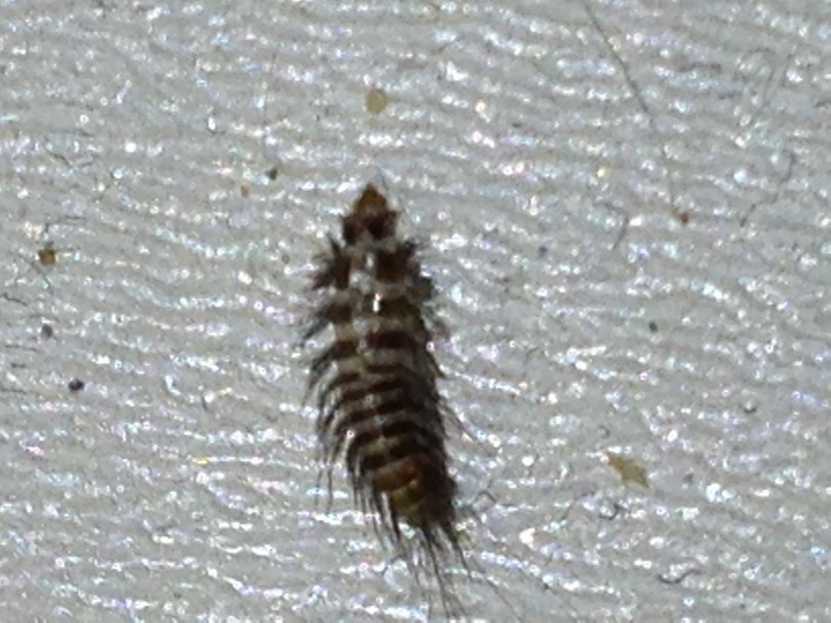 Жук кожеед экскременты