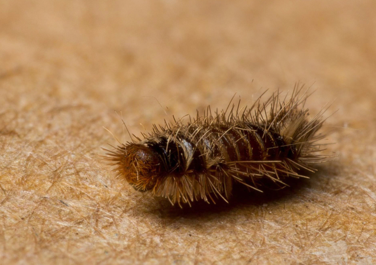 Ковровый Жук кожеед личинка