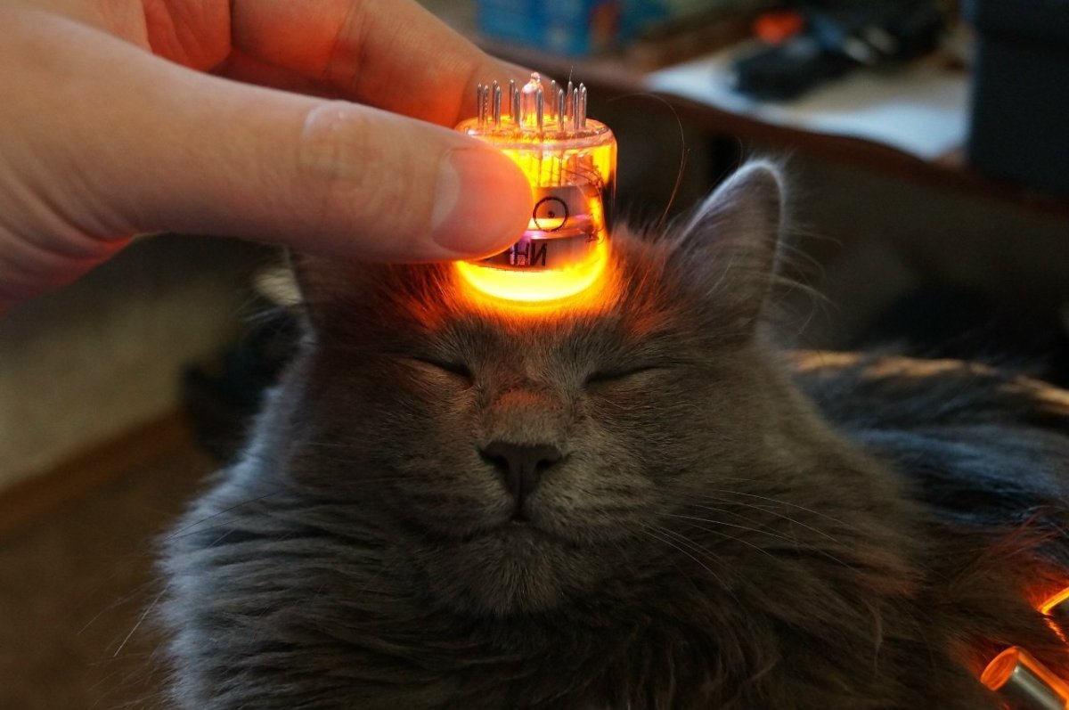 Кот и лампочка