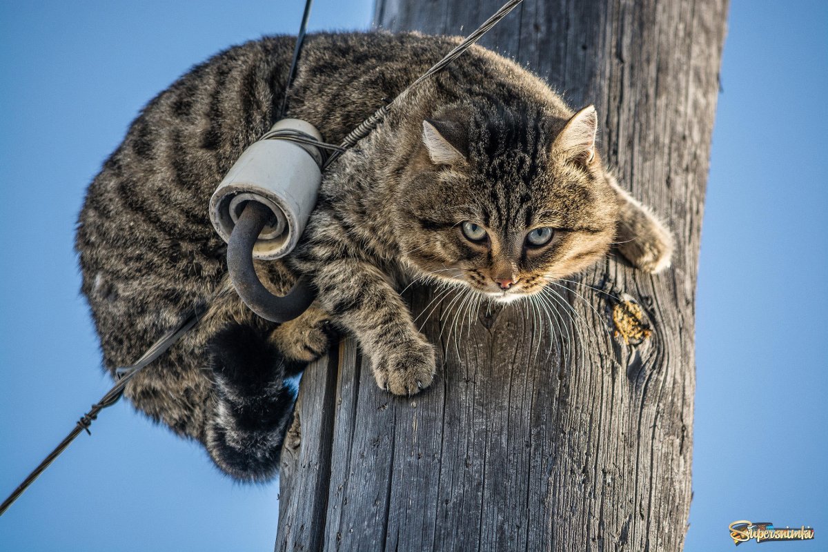 Кошки для столбов