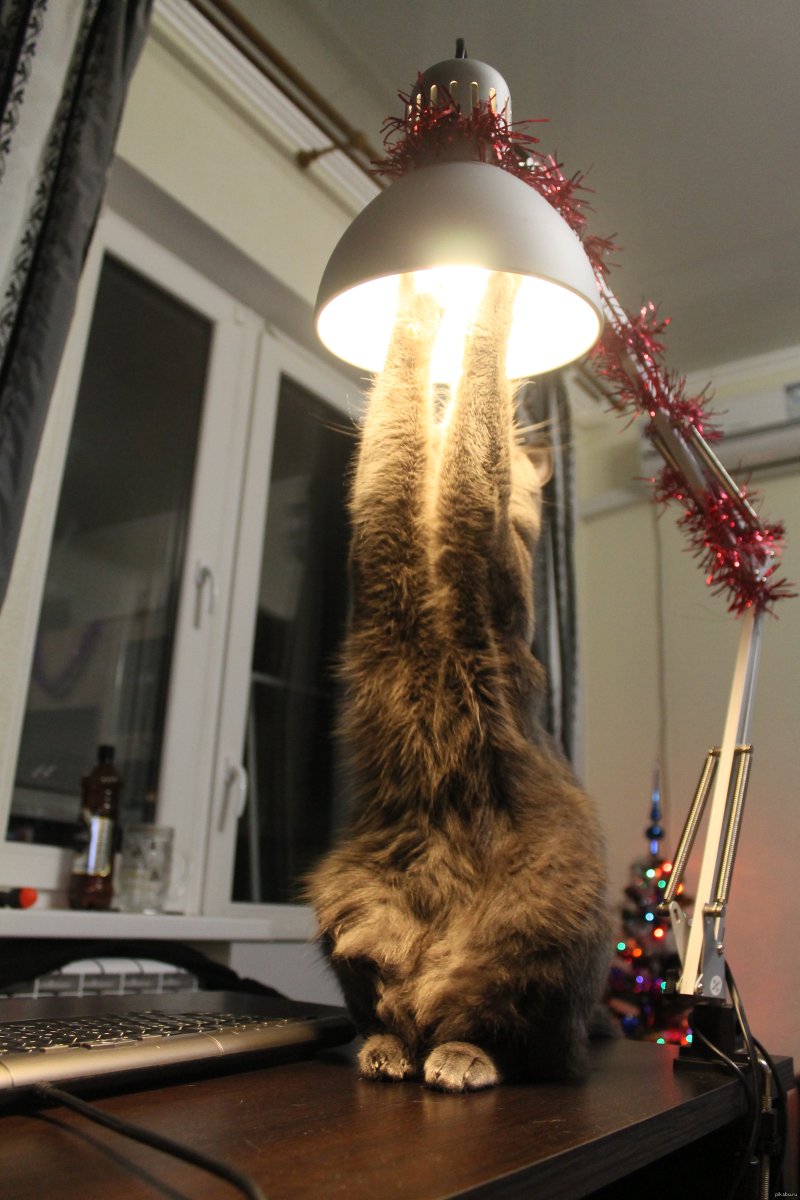 Кот вкручивает лампочку