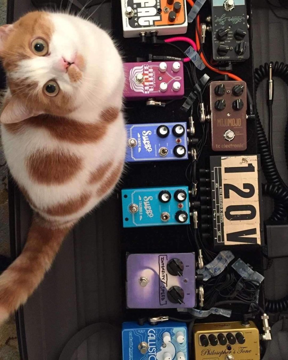 Теплый ламповый кот