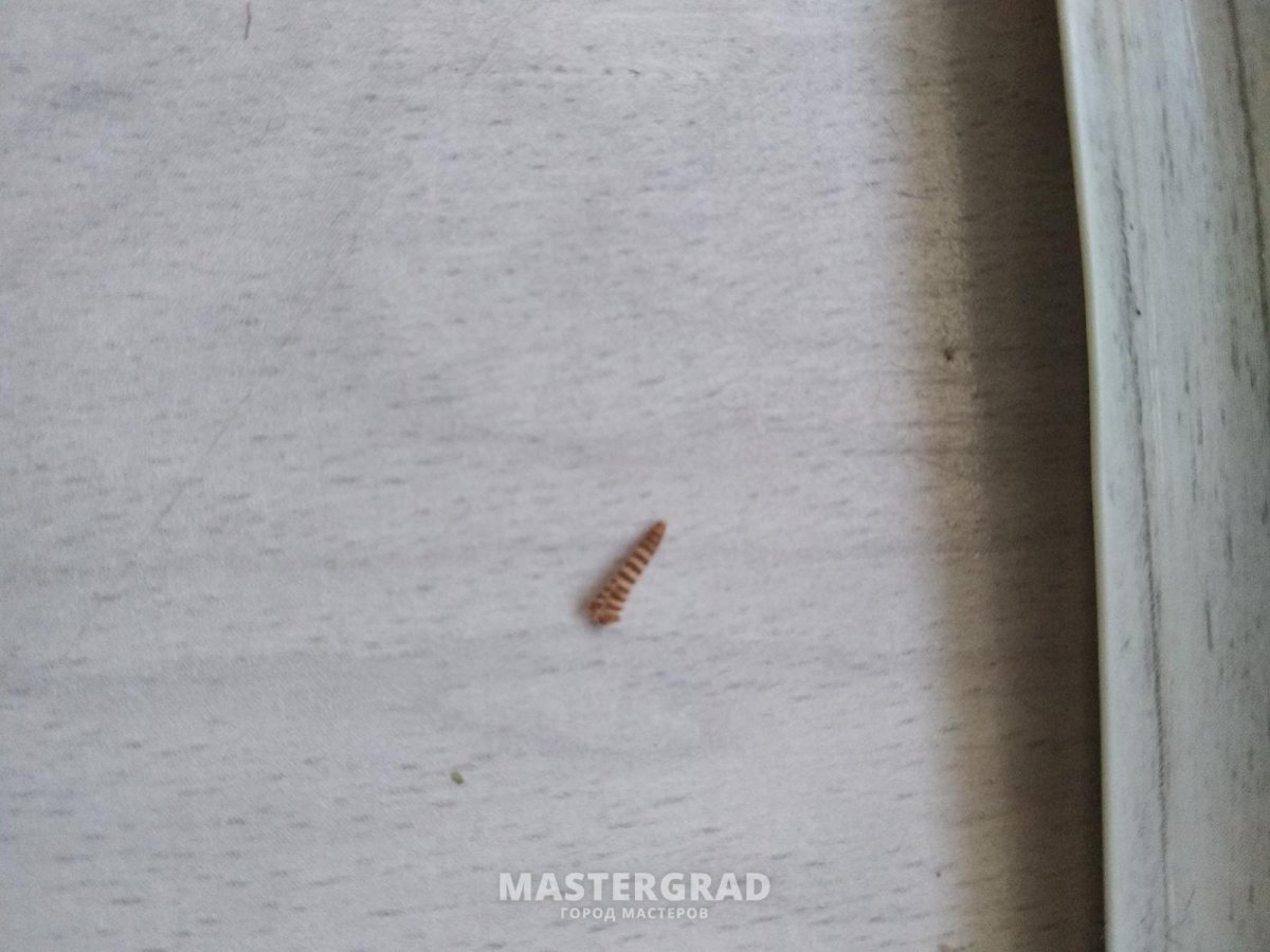 Гусеница жука кожееда