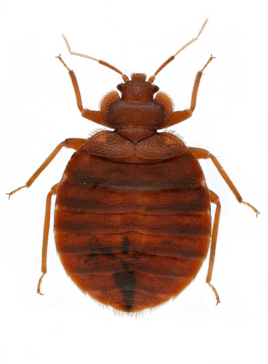 Ковровый Жук кожеед