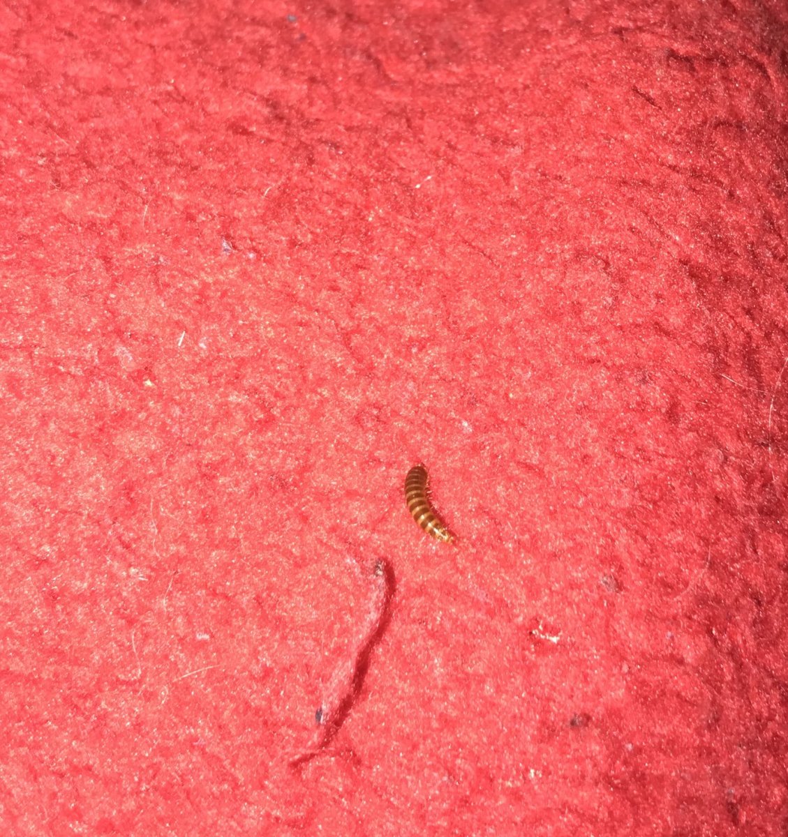 Североамериканский Жук-перокрылка