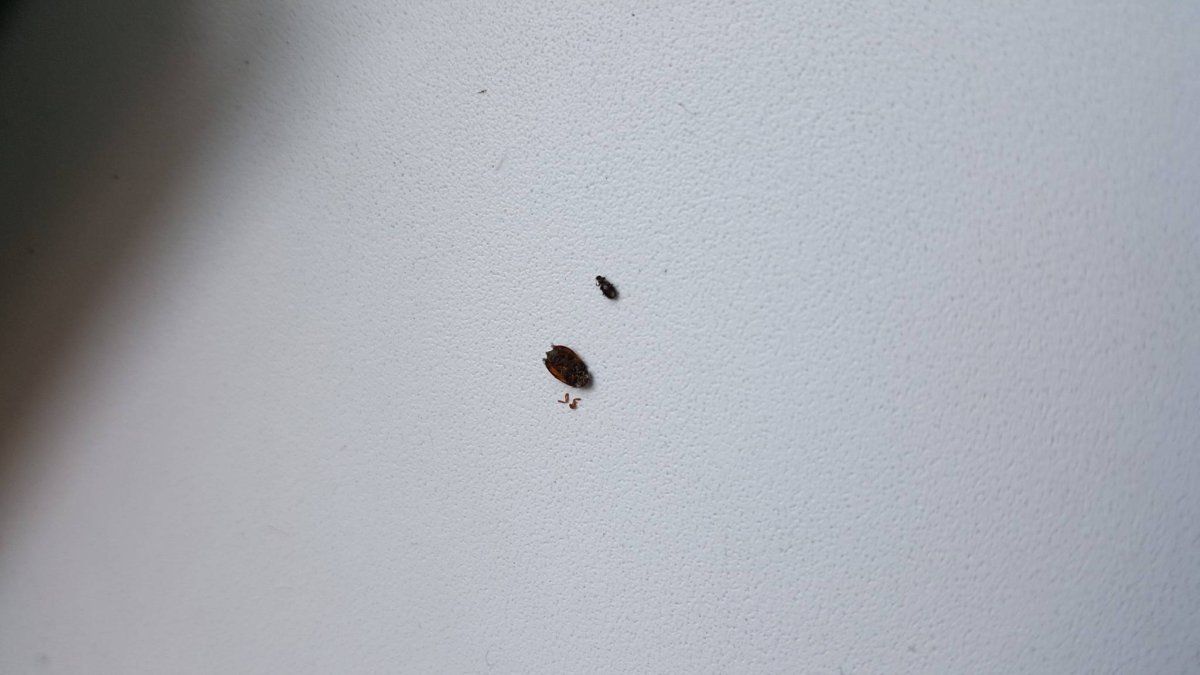 Личинка жука кожееда