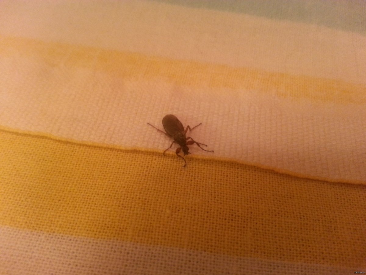 Жук кожеед экскременты