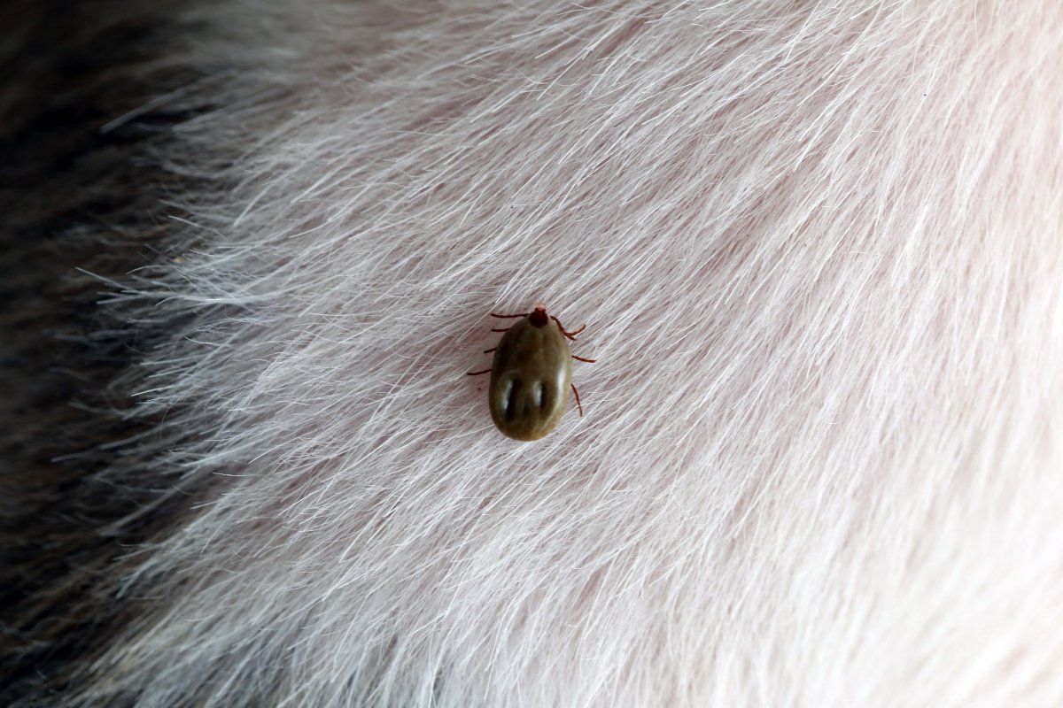 Жук кожеед экскременты