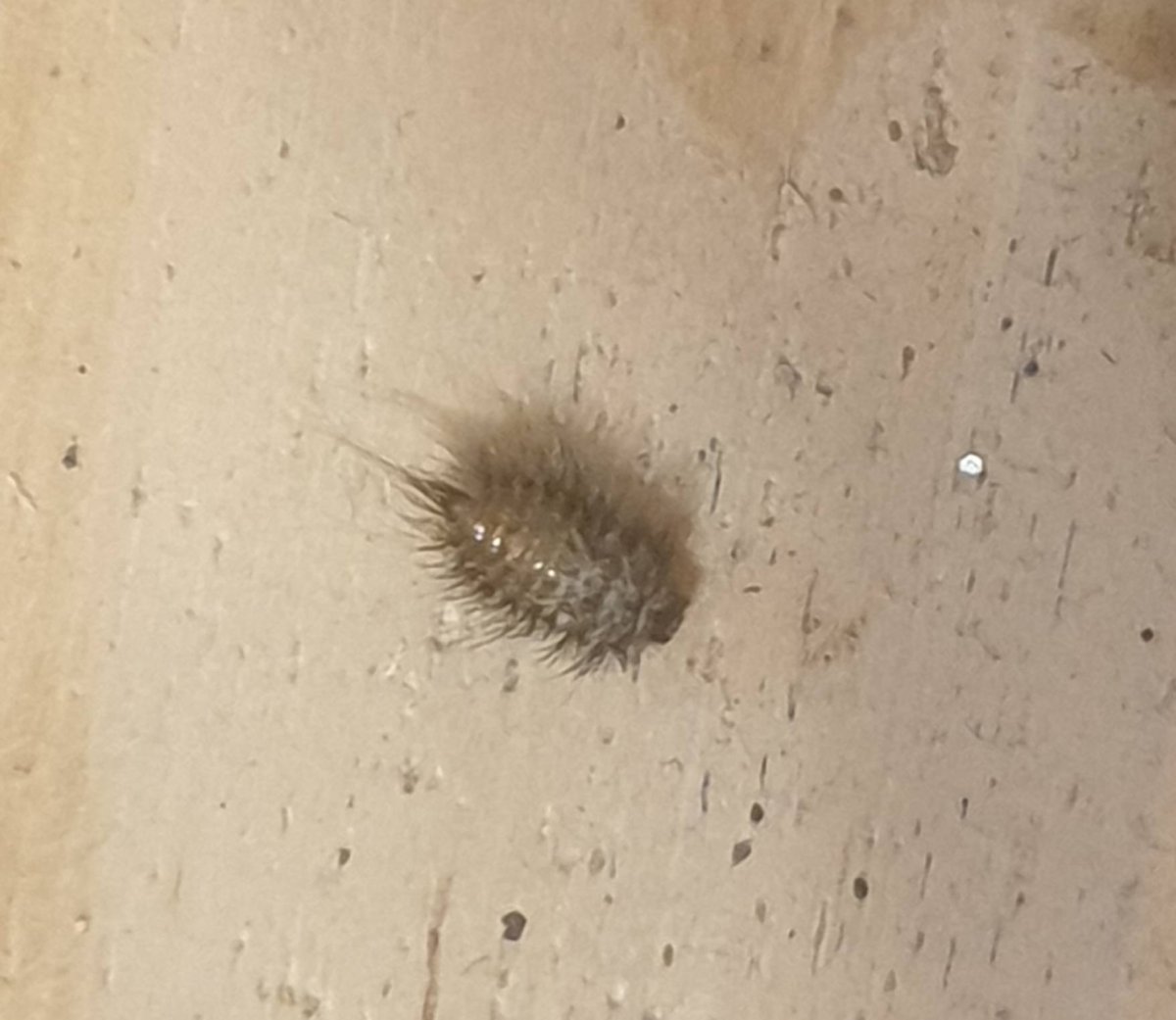 Жук кожеед картинки из книг