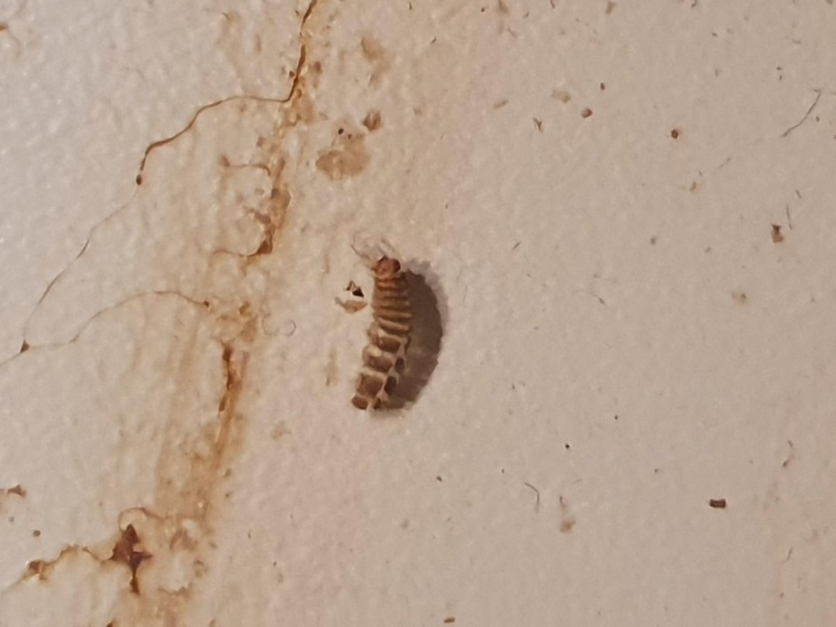 Жук кожеед экскременты