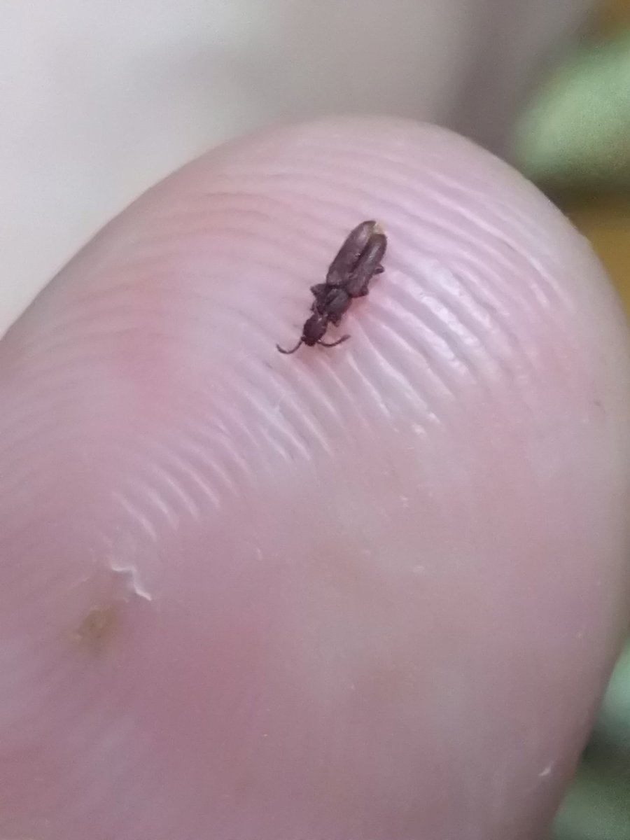 Личинка жука кожееда