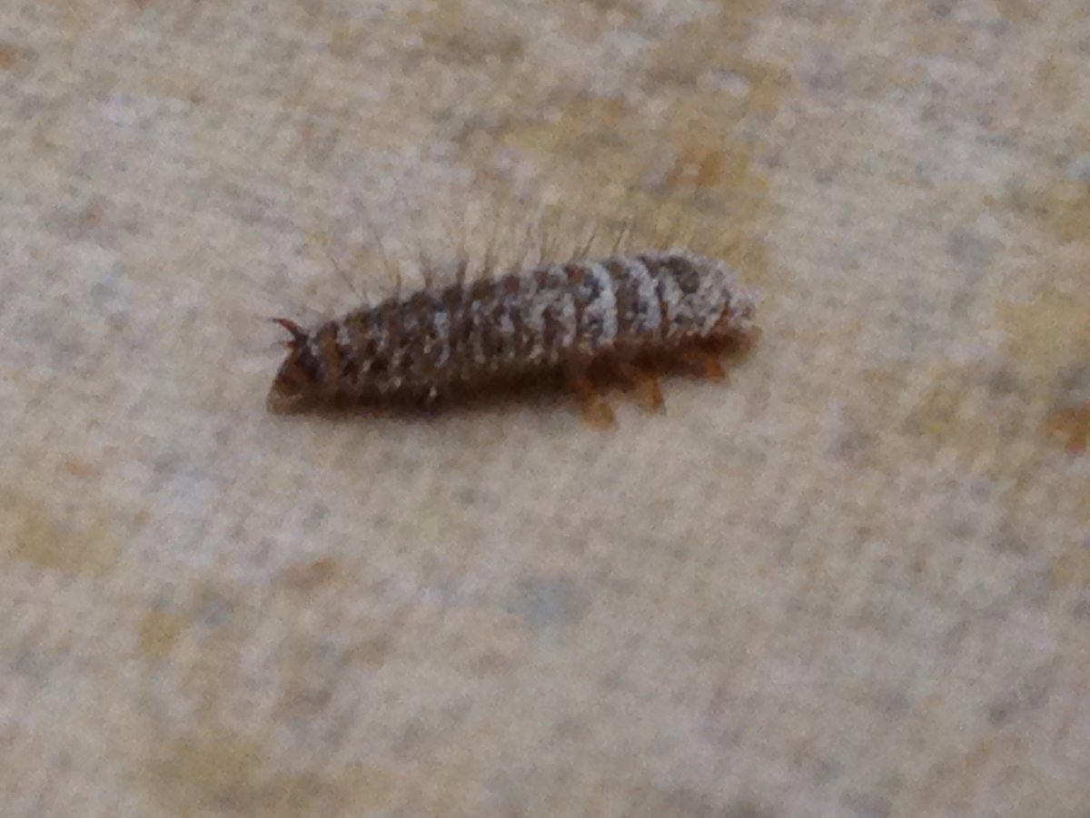 Жук кожеед укус человека