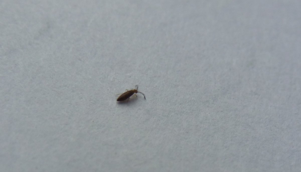 Жуки под ковром