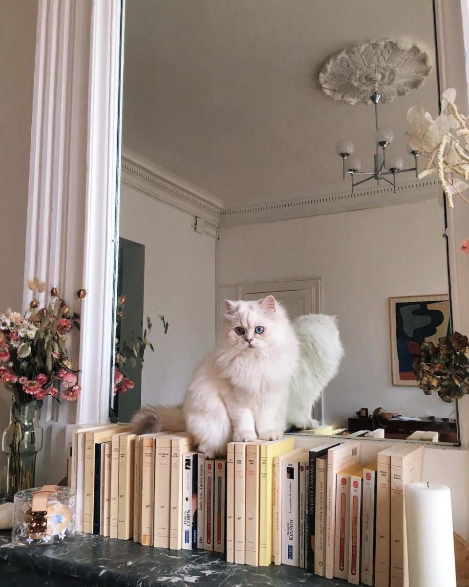 Котики Эстетика