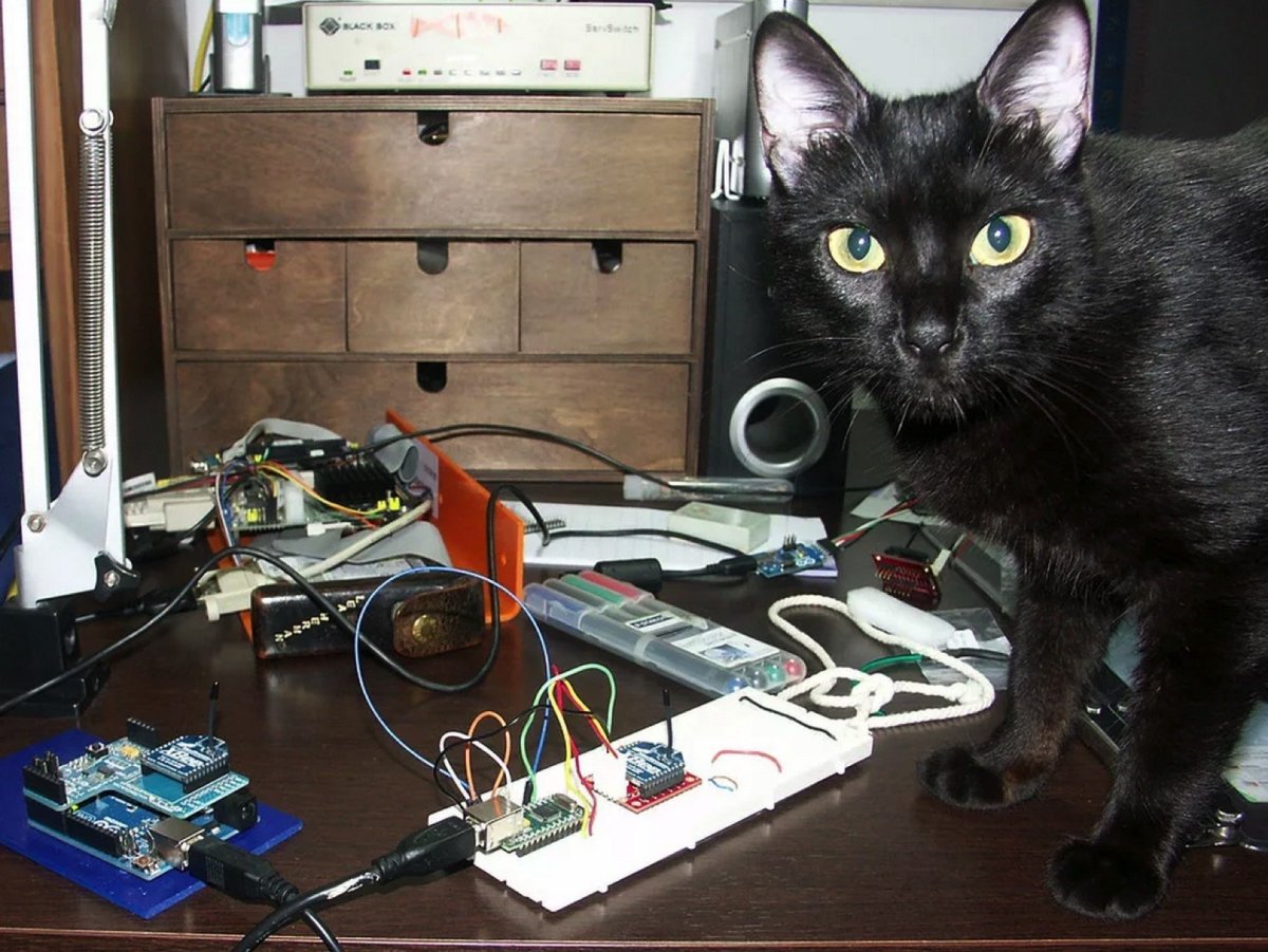 Электричество и кошка