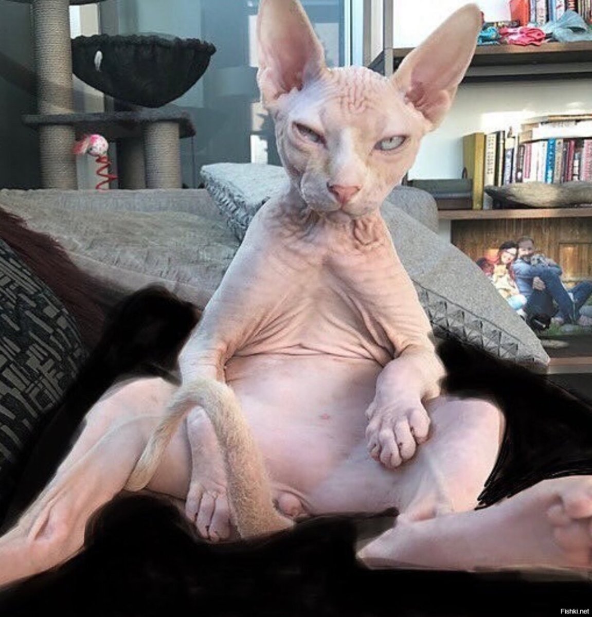 Сфинкс Петерболд кот грузин