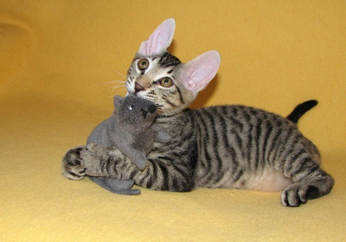 Донской сфинкс с шерстью