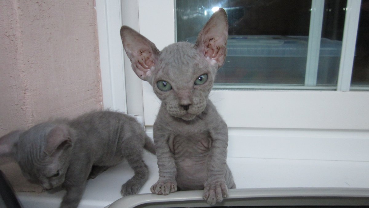 Донской сфинкс браш