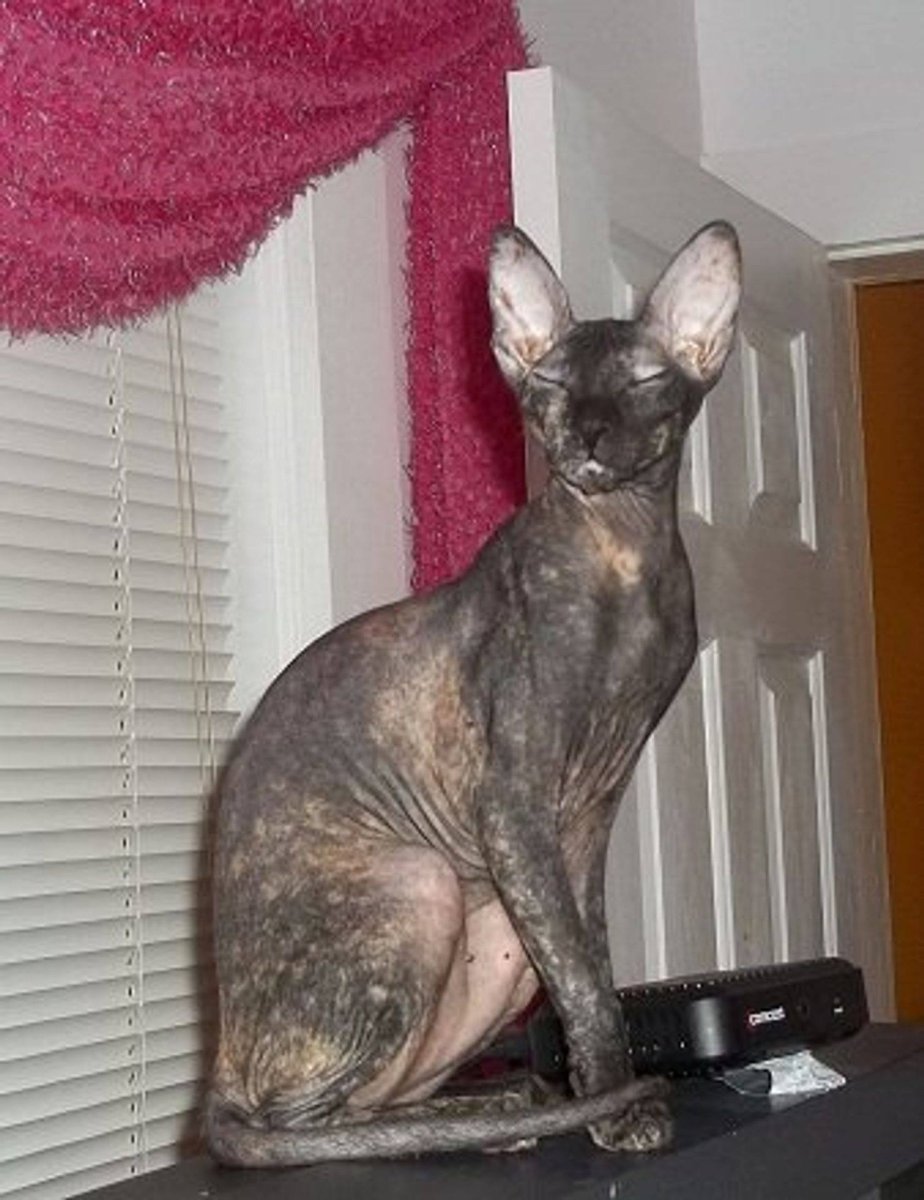 Канадский сфинкс браш