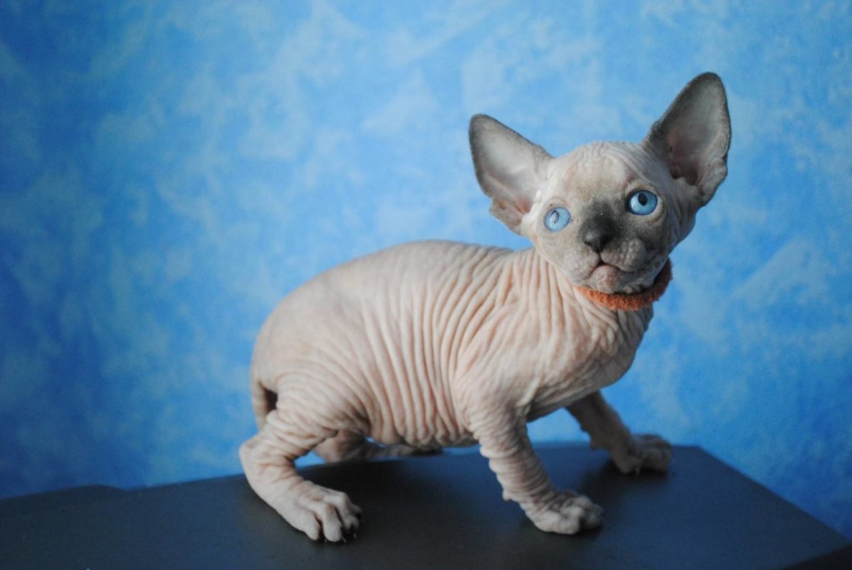 Донской сфинкс браш