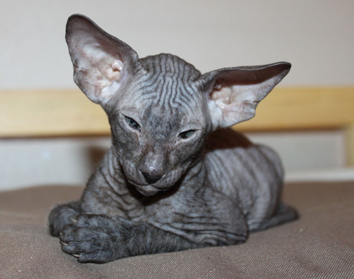 Сфинкс Петерболд велюровый