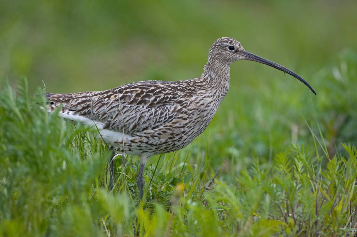 Большой кроншнеп (Numenius Arquata (l.)