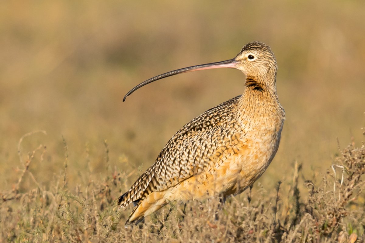Белый Аист, кроншнеп