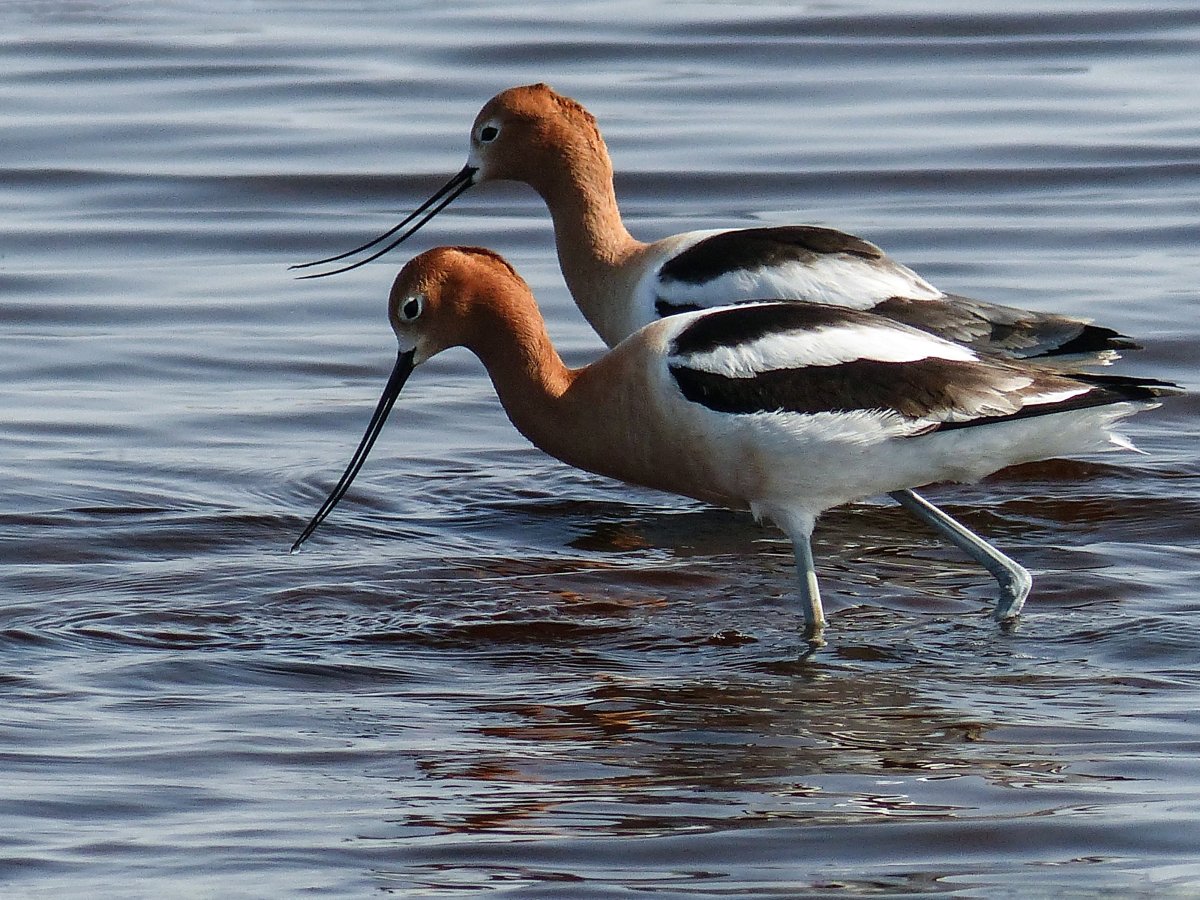 Американская шилоклювка