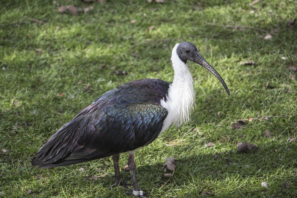 Ибис с длинным клювом