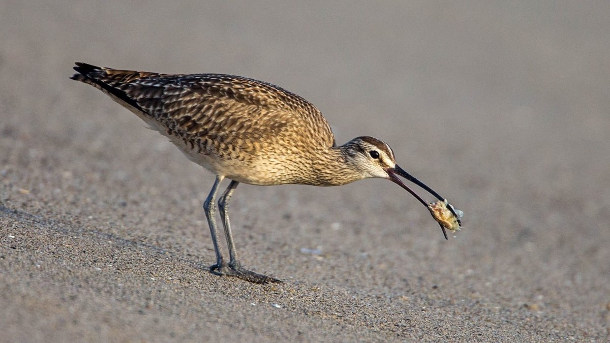 Средний кроншнеп птица