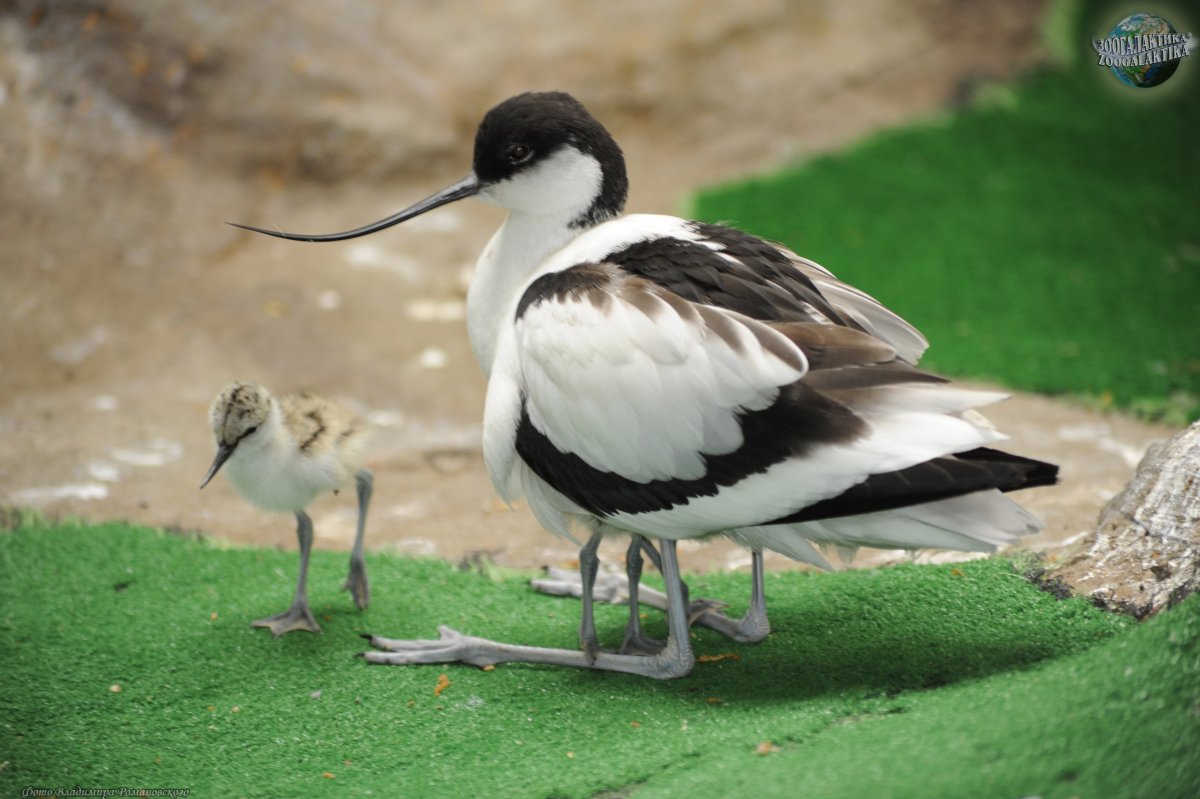 Шилоклювка / Recurvirostra avosetta