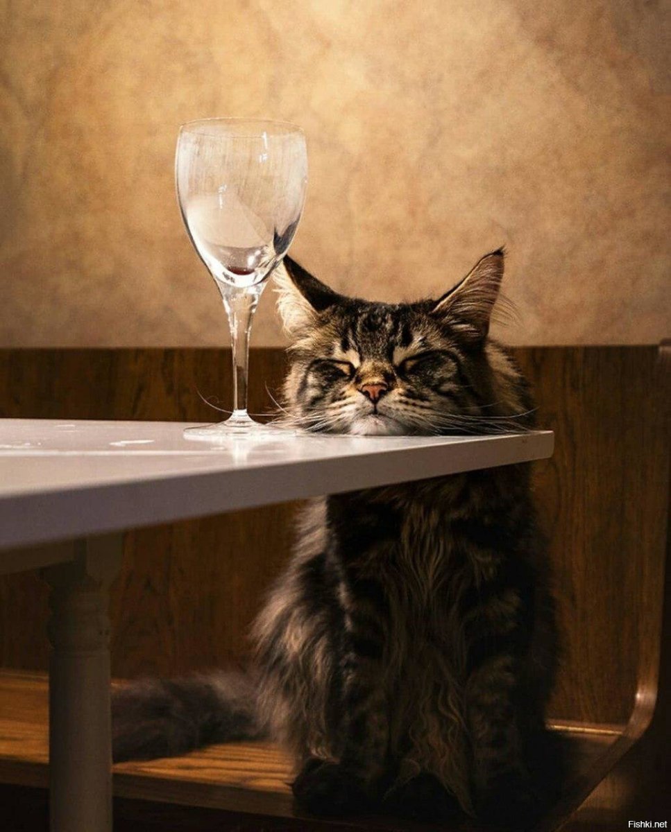 Кот с вином