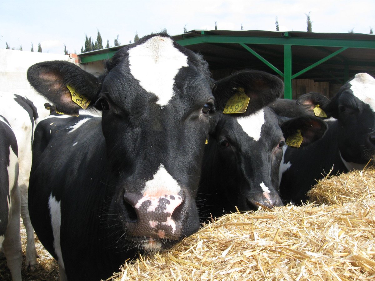 Нетели голштинской породы