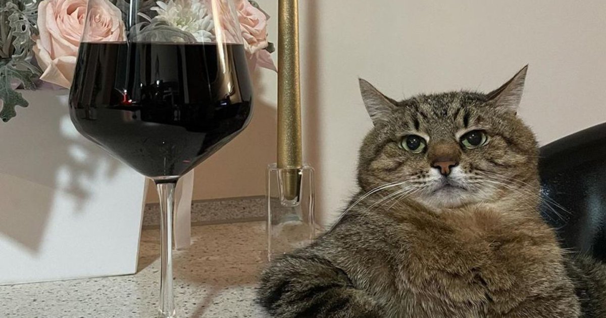 Хозяйка кота Степана из Харькова