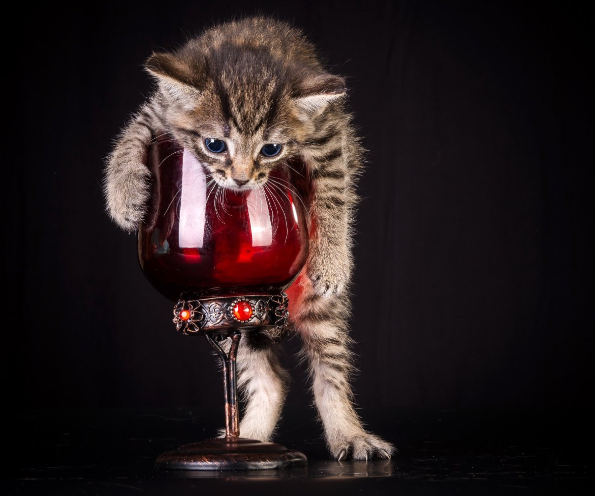 Кот с бокалом