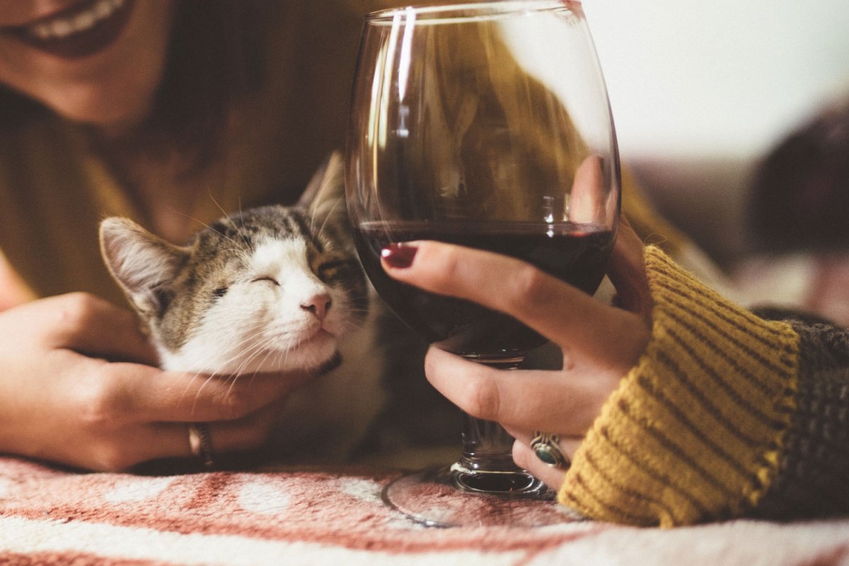 Cats and Wine СПБ