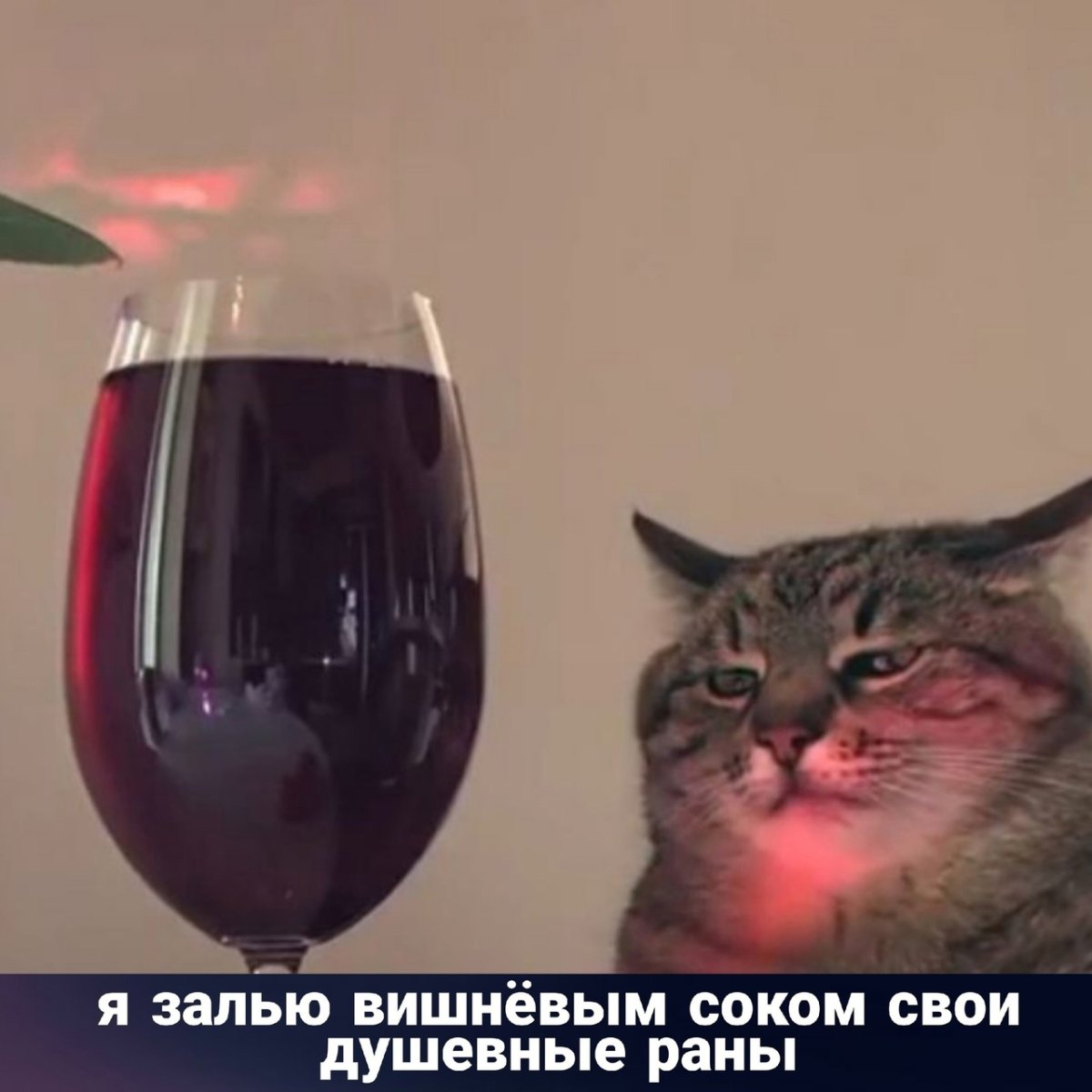 Кот Степан с бокалом