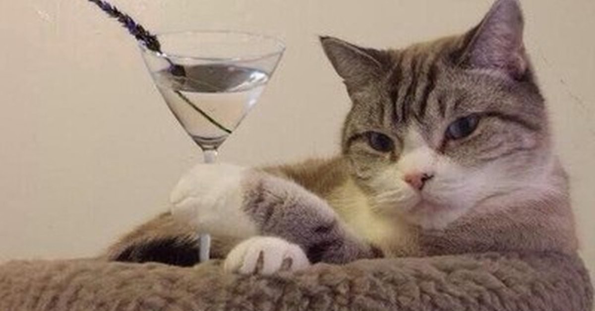 Котик с рюмкой