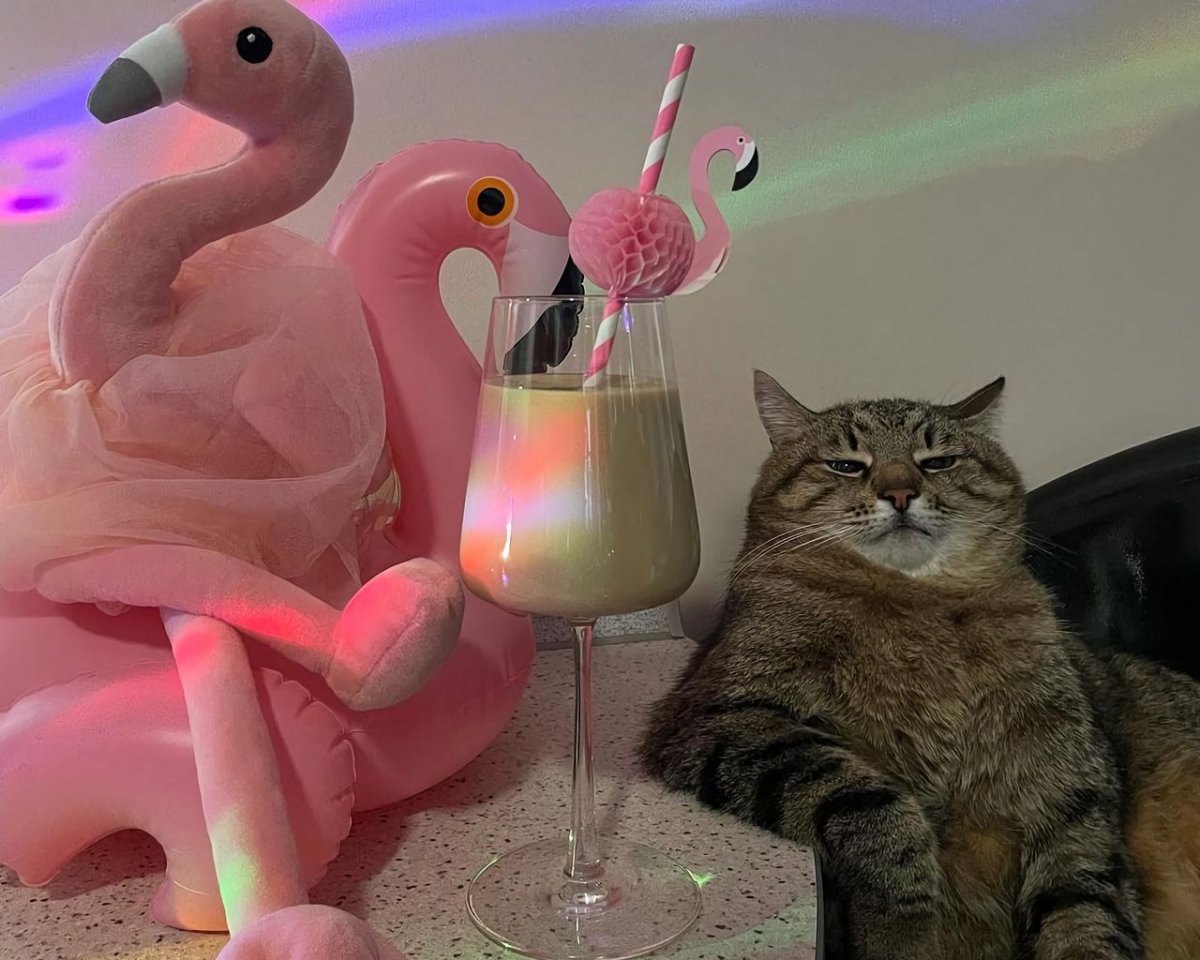 Кот Степан с бокалом