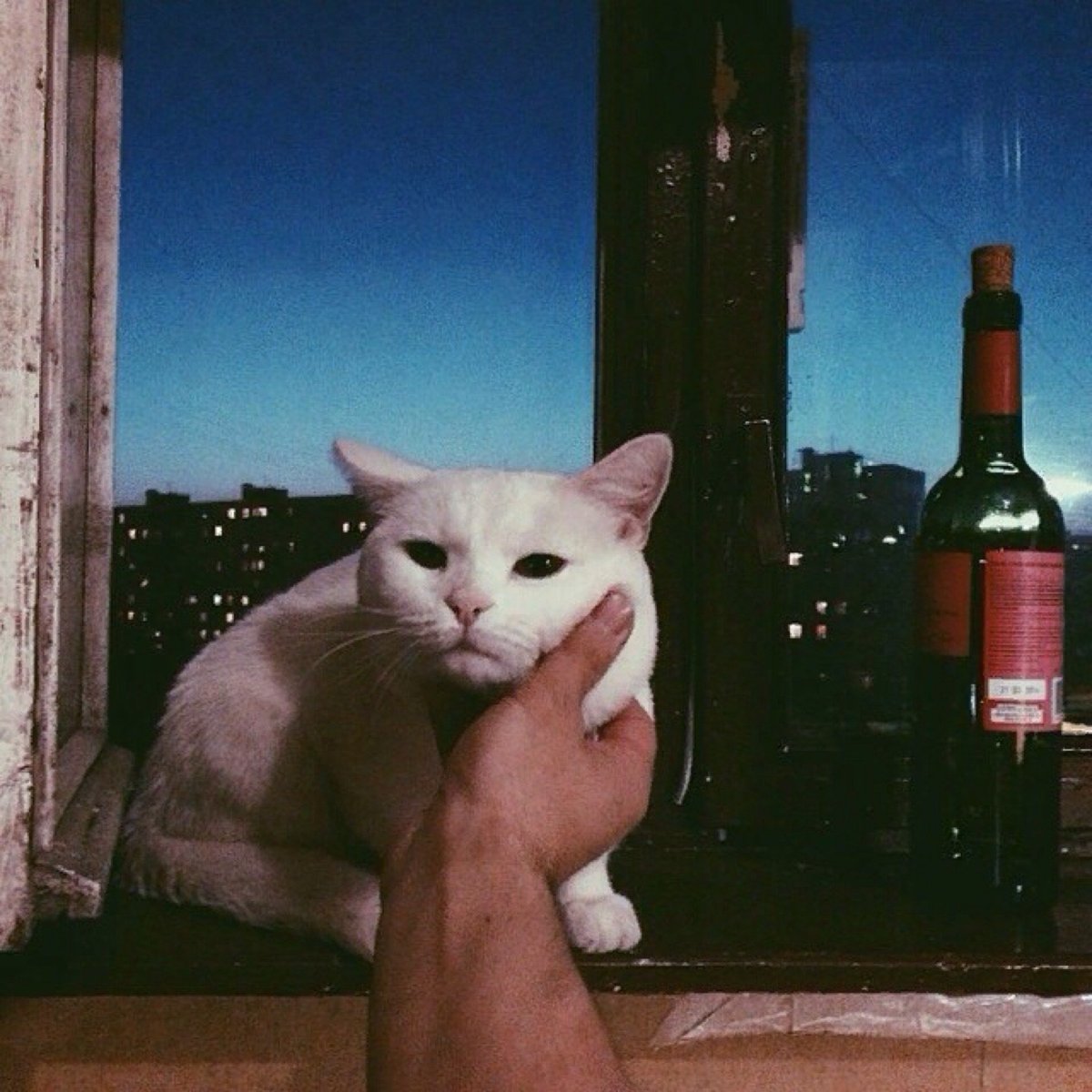 Котик с вином