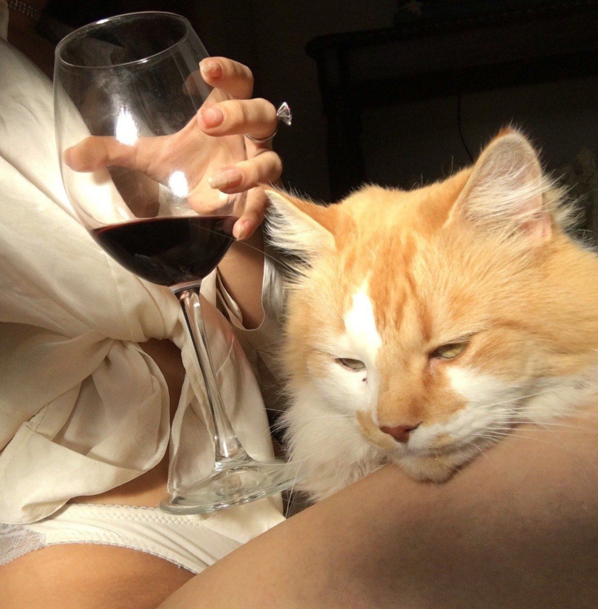 Девушка кошка вино