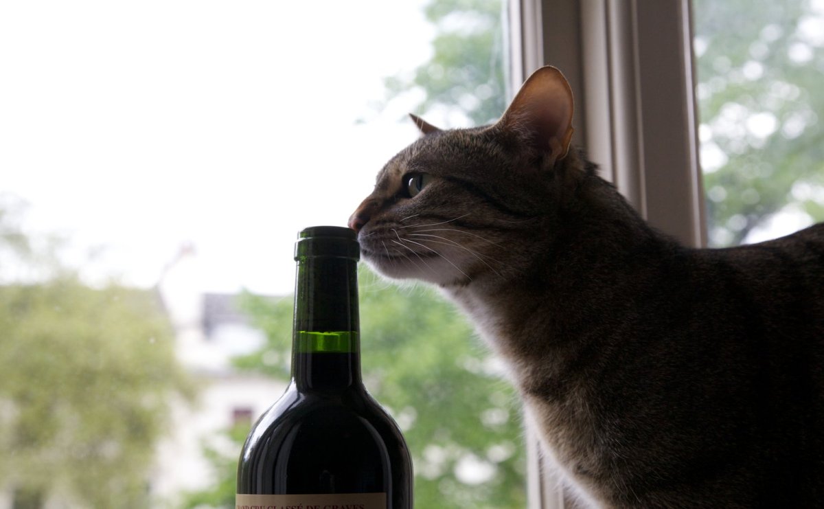 Котик с бутылкой вина