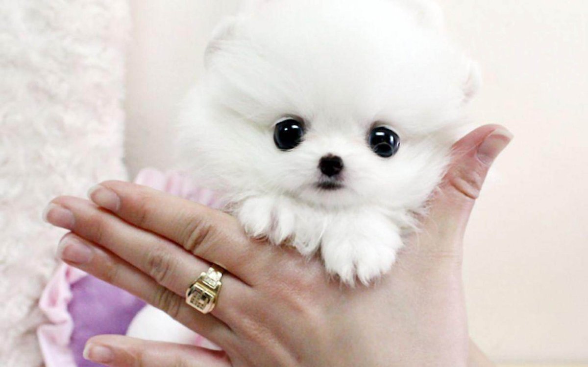 Королевский шпиц белый