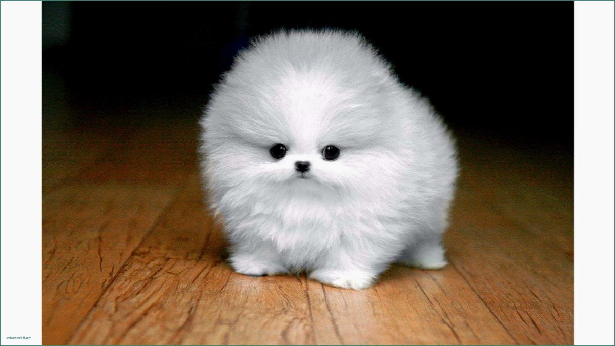 Померанский Пуппи