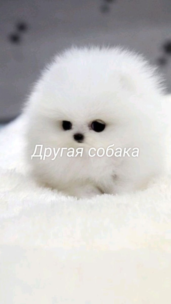 Померанский шпиц Беленький