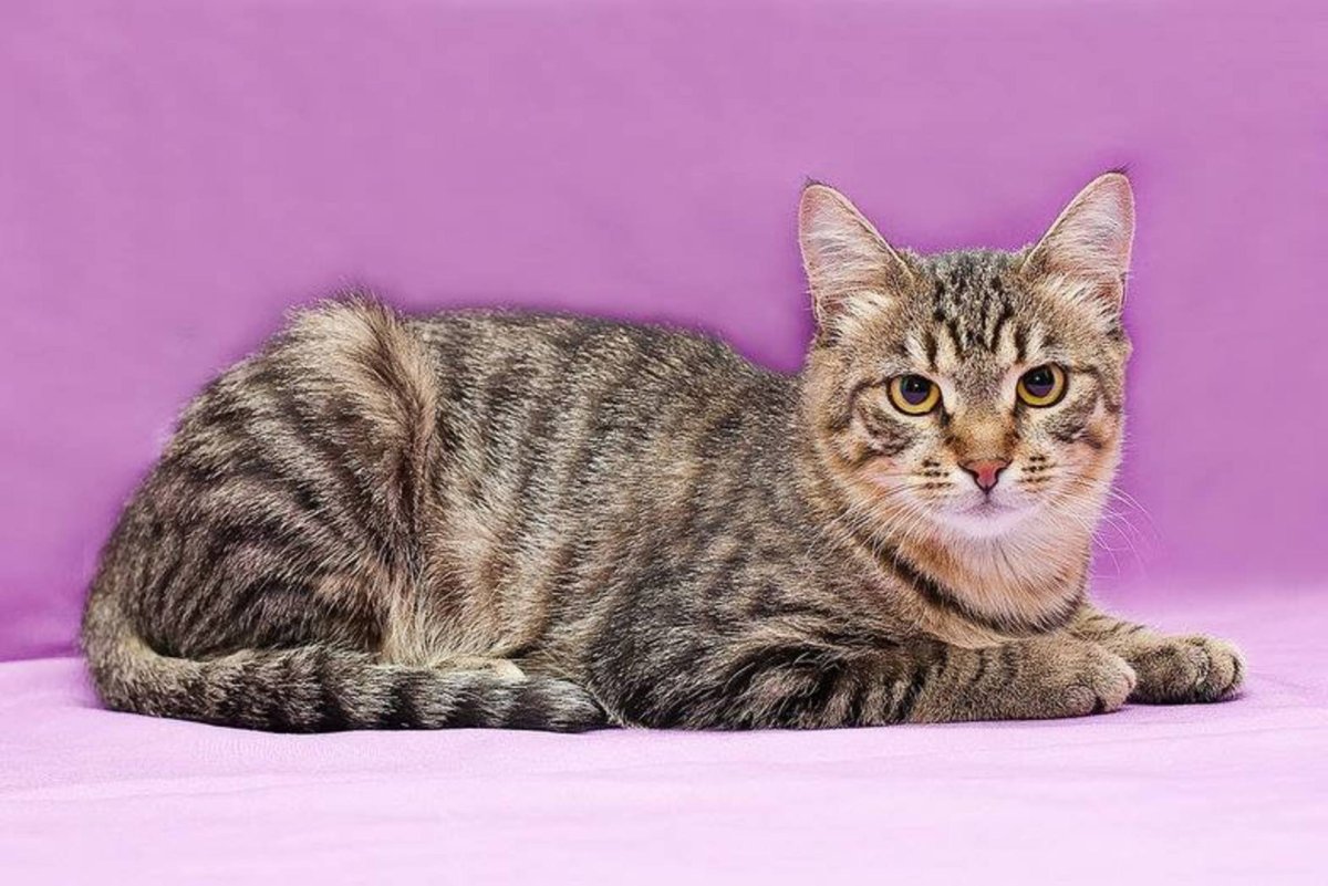 Сибирская кошка окрас табби