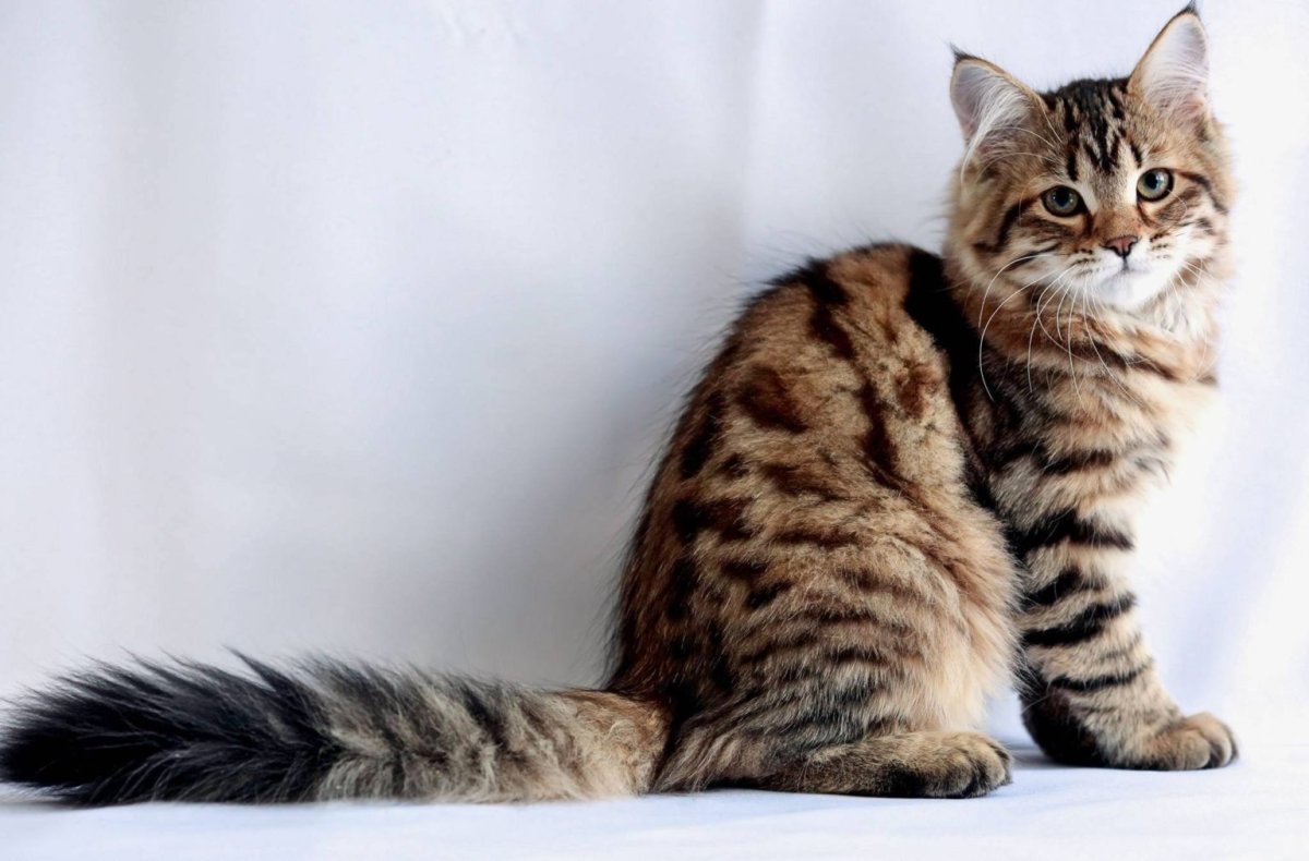 Сибирская кошка окрас табби