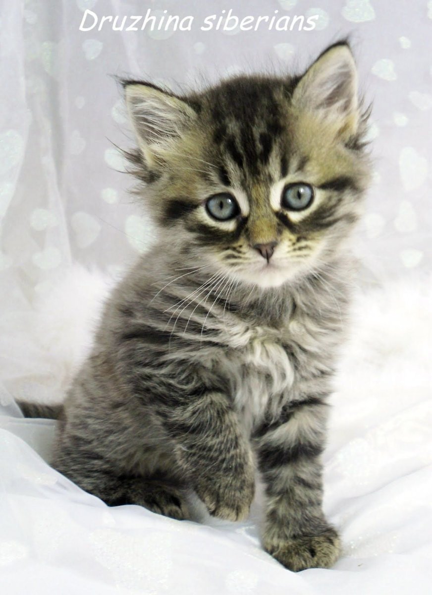 Сибирская кошка табби